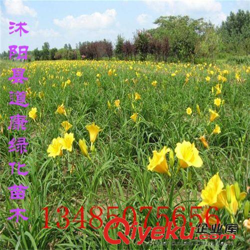 墨蘭 葉藝蘭花 客廳觀葉 吸甲醛盆景 室內花卉植物大型盆栽