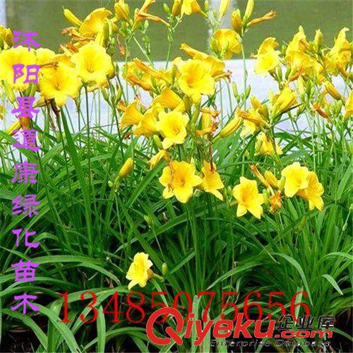 花卉盆栽 金娃娃萱草 花期長 盆栽花卉綠植庭院花卉原始圖片2
