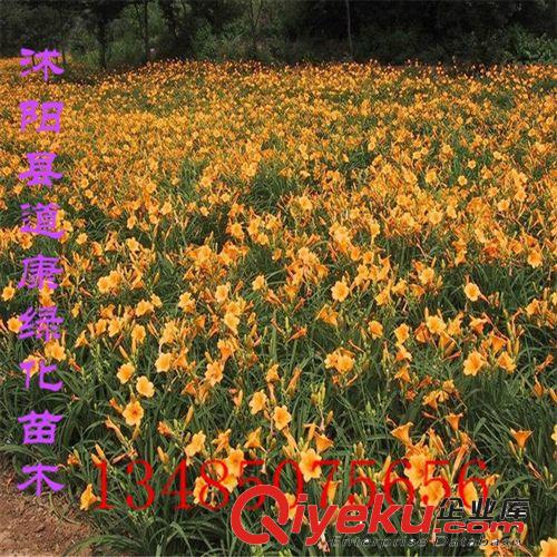 花卉盆栽 金娃娃萱草 花期長 盆栽花卉綠植庭院花卉原始圖片3