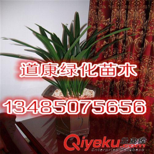 墨蘭 葉藝蘭花 客廳觀葉 吸甲醛盆景 室內花卉植物大型盆栽
