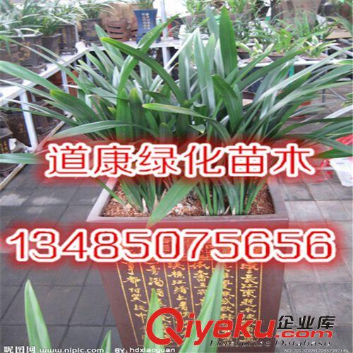 墨蘭 葉藝蘭花 客廳觀葉 吸甲醛盆景 室內花卉植物大型盆栽原始圖片2