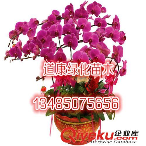 墨蘭 葉藝蘭花 客廳觀葉 吸甲醛盆景 室內花卉植物大型盆栽