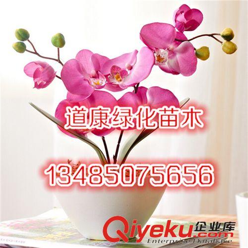 室內盆栽zz蝴蝶蘭 大苗 洋蘭 蝴蝶蘭花苗盆栽花卉 當年開花苗子原始圖片3