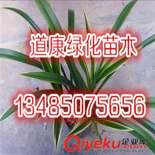 批發蘭花苗 室內盆栽 gd花卉 墨蘭 葉藝蘭花 四季長青原始圖片2
