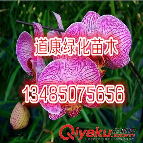 綠植花苗 zz蝴蝶蘭花苗 大苗小苗 批發(fā)蝴蝶蘭盆栽花卉當年開花原始圖片3