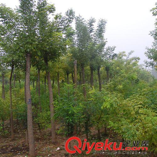 批發紅花紫薇樹苗 百日紅綠化苗木 喬木 紫薇盆景 紫薇 行道樹