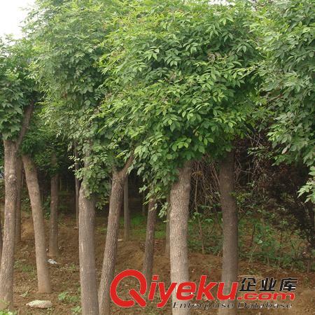 【杰森花木】長期供應供應白臘小苗 速生白臘 量大優惠 價格便宜原始圖片2