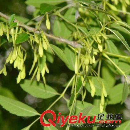 【杰森花木】長期供應供應白臘小苗 速生白臘 量大優惠 價格便宜原始圖片3