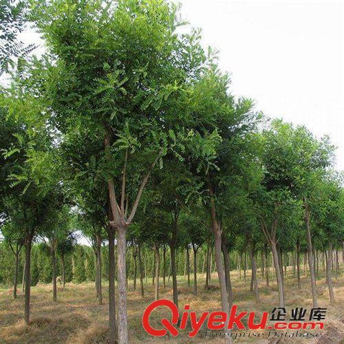 【杰森花木】常年供應(yīng)國槐  量大優(yōu)惠    價(jià)格便宜