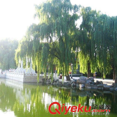 【杰森花木】供應(yīng)各種工程苗木 花卉 基地直銷 優(yōu)質(zhì) 垂柳