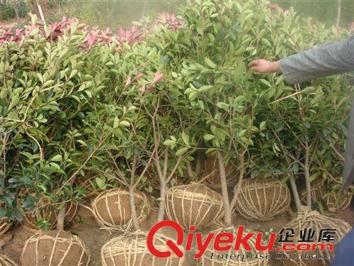 紅葉石楠小苗 石楠工程苗 石楠綠化園林苗