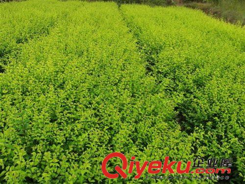 紅葉石楠小苗 石楠工程苗 石楠綠化園林苗