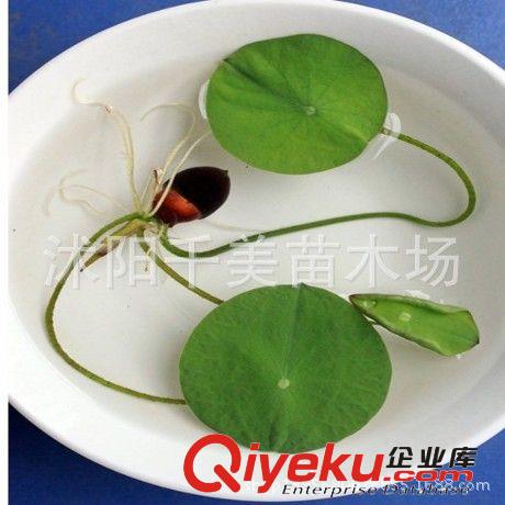 批發直銷荷花種子【大促銷】 碗蓮種子蓮花種子1200粒/1公斤/27元