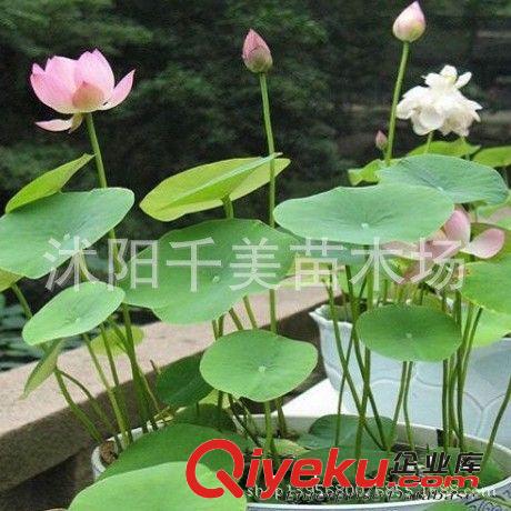批發直銷荷花種子【大促銷】 碗蓮種子蓮花種子1200粒/1公斤/27元