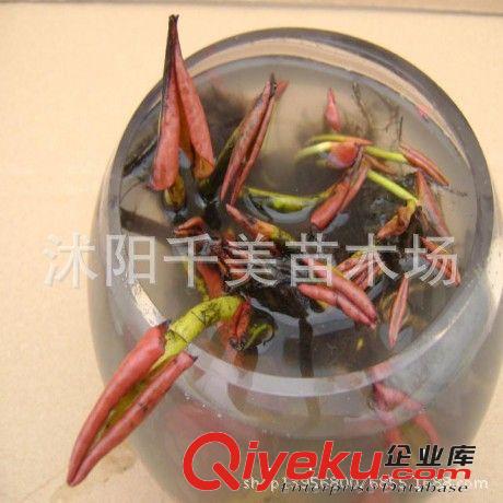 批發(fā)直銷(xiāo)荷花種子【大促銷(xiāo)】 碗蓮種子蓮花種子1200粒/1公斤/27元
