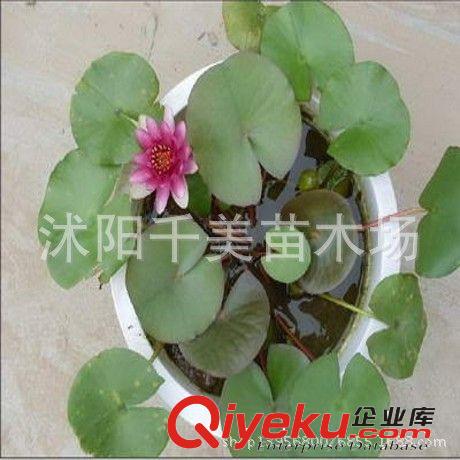 批發睡蓮種苗 觀賞花卉 水生植物 睡蓮根塊 顏色品種齊全 包發芽原始圖片2