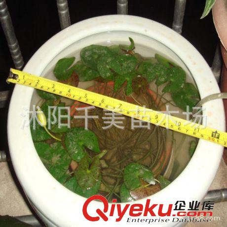 批發睡蓮種苗 觀賞花卉 水生植物 睡蓮根塊 顏色品種齊全 包發芽原始圖片3