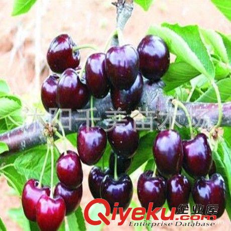 直銷葡萄苗 葡萄樹苗戶太8 9 10號 戶太冰葡萄苗 高產(chǎn)果樹苗葡萄