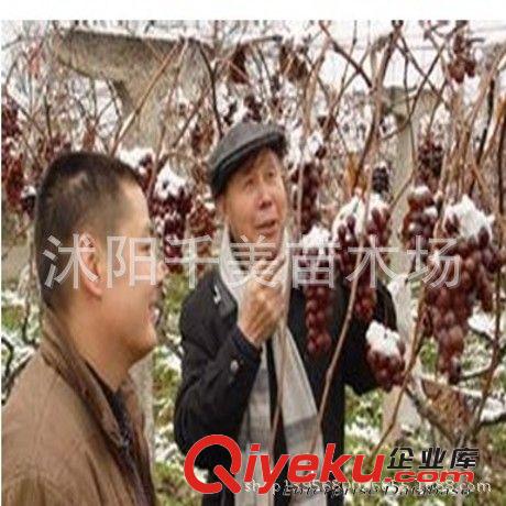 直銷葡萄苗 葡萄樹苗戶太8 9 10號 戶太冰葡萄苗 高產(chǎn)果樹苗葡萄
