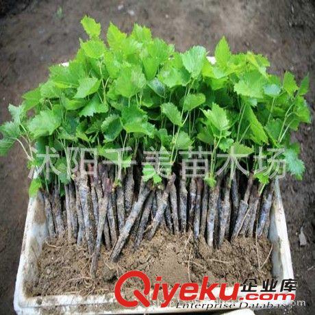 直銷葡萄苗 葡萄樹苗戶太8 9 10號 戶太冰葡萄苗 高產(chǎn)果樹苗葡萄原始圖片3