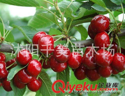 批發(fā)優(yōu)質(zhì)美早大櫻桃樹(shù)苗,櫻桃苗，大粒櫻桃樹(shù)苗