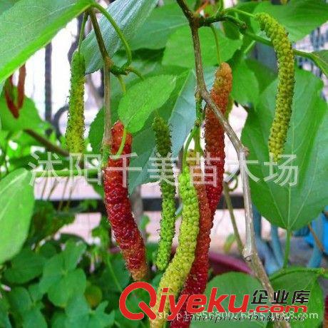 蘋果樹苗 紅色之愛 紅肉蘋果樹苗 水果樹苗果樹盆栽可地栽果樹