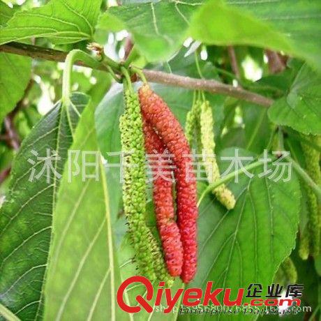 果樹苗 桑椹樹苗 果桑{zw}-臺(tái)灣四季長果桑苗 桑葚樹苗 當(dāng)年結(jié)果