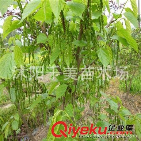 果樹苗 桑椹樹苗 果桑{zw}-臺(tái)灣四季長果桑苗 桑葚樹苗 當(dāng)年結(jié)果