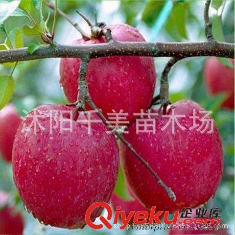 藍莓樹苗 優質藍莓苗 南方果樹苗 兔眼藍莓帶營養缽發貨 確保成活