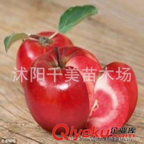 蘋果樹苗 紅色之愛 紅肉蘋果樹苗 水果樹苗果樹盆栽可地栽果樹原始圖片3