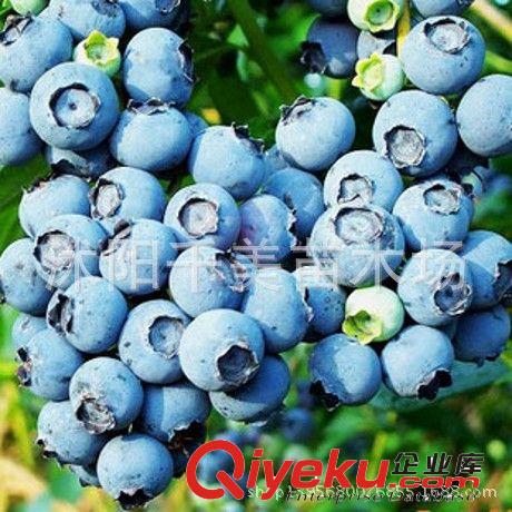 藍莓樹苗 優質藍莓苗 南方果樹苗 兔眼藍莓帶營養缽發貨 確保成活
