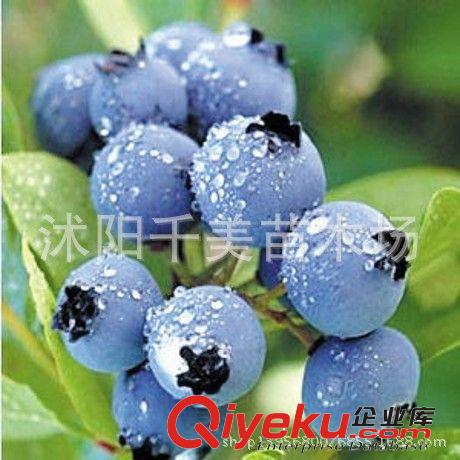 藍莓樹苗 優質藍莓苗 南方果樹苗 兔眼藍莓帶營養缽發貨 確保成活原始圖片2