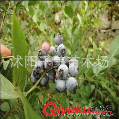 藍莓樹苗 優質藍莓苗 南方果樹苗 兔眼藍莓帶營養缽發貨 確保成活原始圖片3