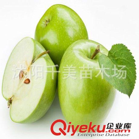 藍莓樹苗 優質藍莓苗 南方果樹苗 兔眼藍莓帶營養缽發貨 確保成活