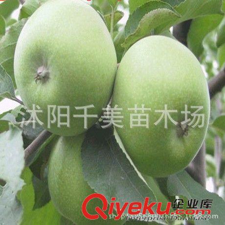 進口果樹苗木 蘋果樹苗 嫁接蘋果苗 當年結果苗 澳洲青蘋果樹苗原始圖片2