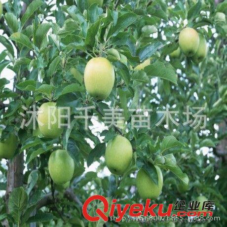 進口果樹苗木 蘋果樹苗 嫁接蘋果苗 當年結果苗 澳洲青蘋果樹苗原始圖片3