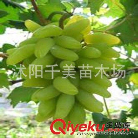 金手指葡萄苗 葡萄水果苗 肉嫩汁多 盆栽果樹苗 無核葡萄 新品種