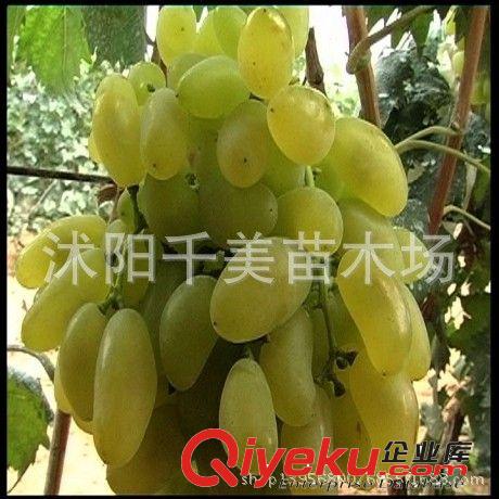 金手指葡萄苗 葡萄水果苗 肉嫩汁多 盆栽果樹苗 無核葡萄 新品種原始圖片3