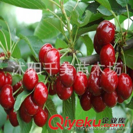 批發(fā)果苗 南方櫻桃苗車?yán)遄用缗l(fā) 香妃櫻桃苗 果大成熟早可盆栽原始圖片3