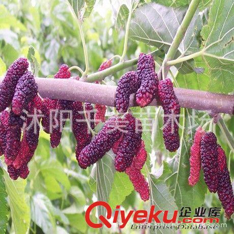 批發果樹紅蛇果蘋果/嫁接蘋果樹苗抗寒耐旱