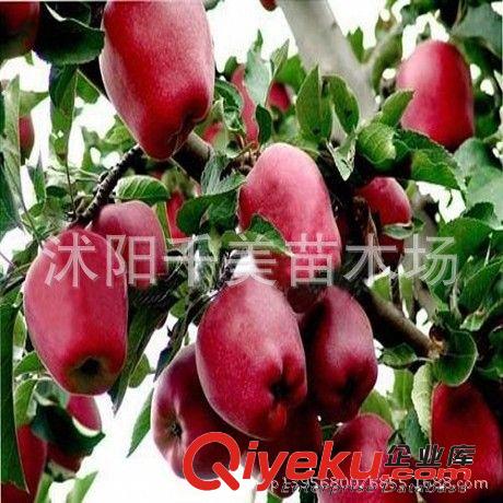 批發果樹紅蛇果蘋果/嫁接蘋果樹苗抗寒耐旱