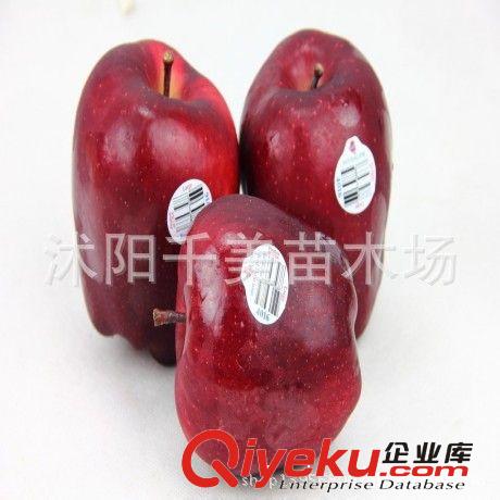 批發果樹紅蛇果蘋果/嫁接蘋果樹苗抗寒耐旱原始圖片2