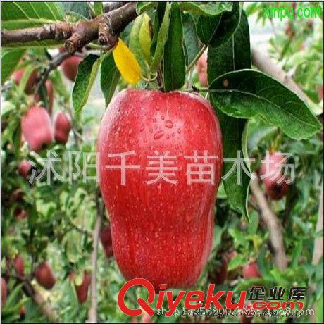 批發果樹紅蛇果蘋果/嫁接蘋果樹苗抗寒耐旱原始圖片3