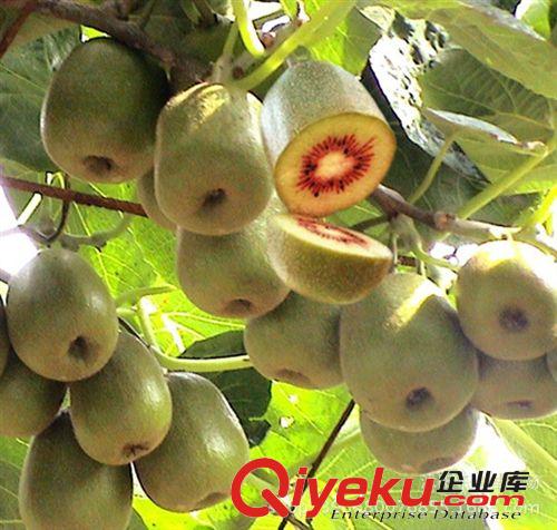 批發果樹紅蛇果蘋果/嫁接蘋果樹苗抗寒耐旱