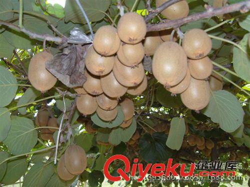 紅陽mh桃苗直銷 紅心mh桃樹苗 奇異果樹苗 果樹苗木原始圖片3