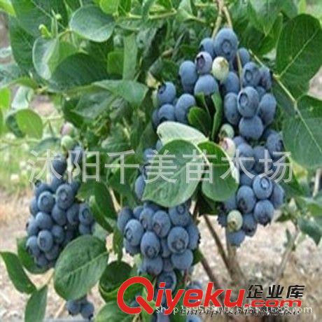 紅陽mh桃苗直銷 紅心mh桃樹苗 奇異果樹苗 果樹苗木