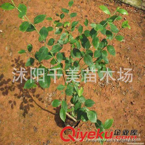 批發供應進口美國藍莓樹苗 藍莓苗1-8年生 果樹苗 當年可掛果原始圖片2