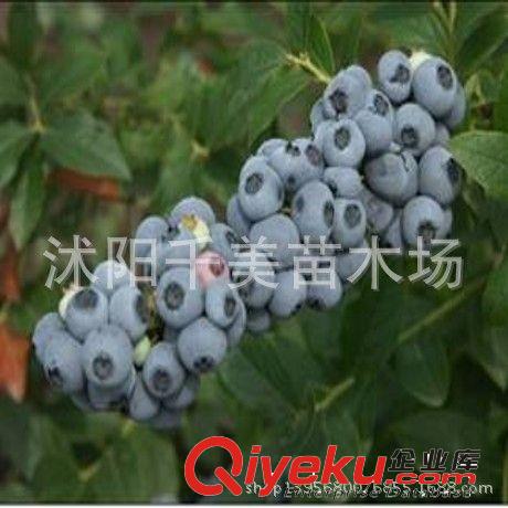批發供應進口美國藍莓樹苗 藍莓苗1-8年生 果樹苗 當年可掛果原始圖片3