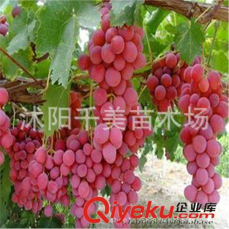 批發供應進口美國藍莓樹苗 藍莓苗1-8年生 果樹苗 當年可掛果