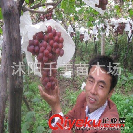 葡萄苗直銷 美國紅提苗 優(yōu)質(zhì)葡萄苗 暢銷葡萄品種 葡萄苗 紅提原始圖片2